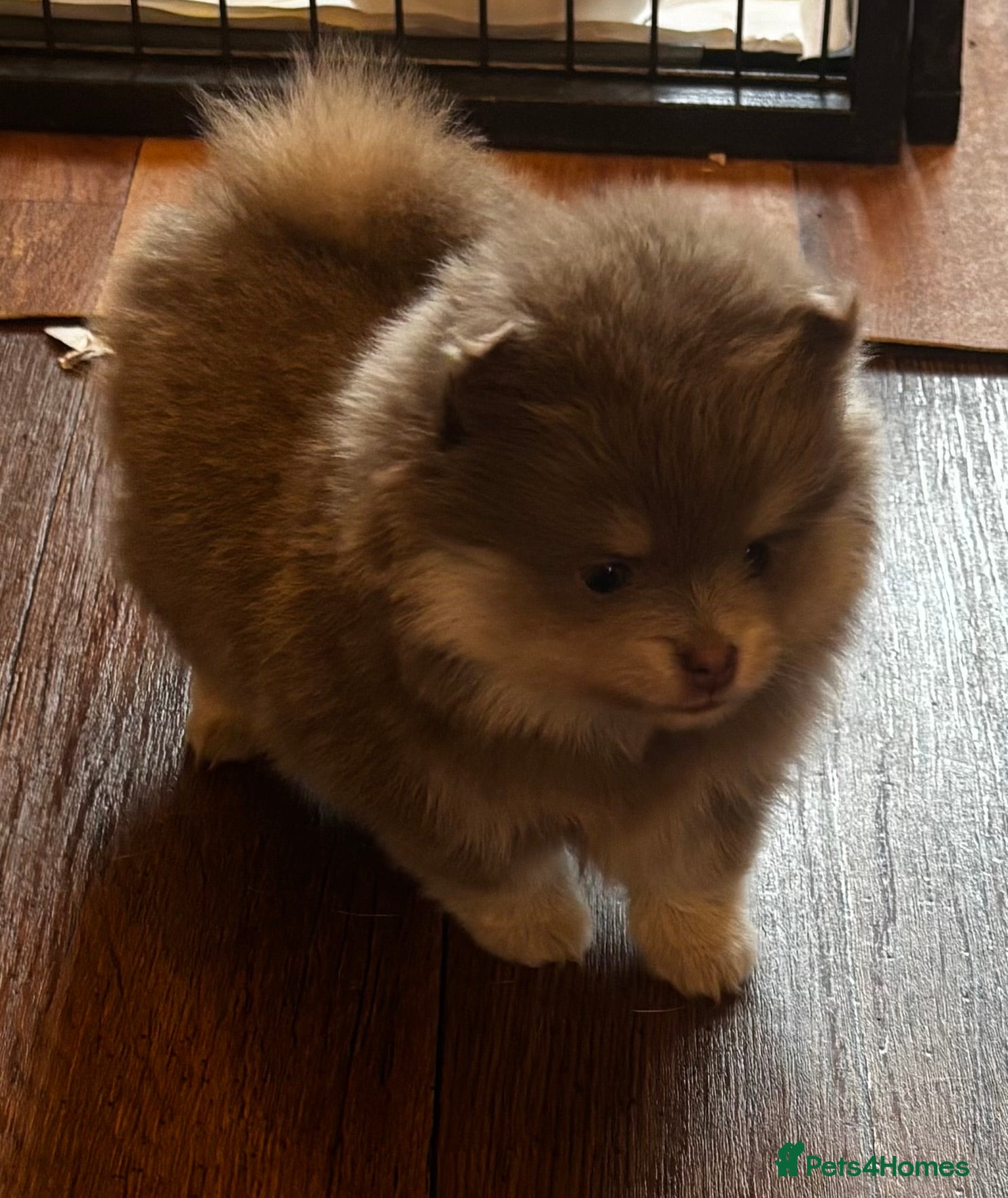 Pomeranian dogs Stunning Blue and Lilac KC Pomeranian  - Advert 18