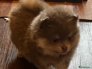 Pomeranian dogs Stunning Blue and Lilac KC Pomeranian - Advert 18