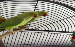 Ringnecks birds for sale: Pair of Indian ringnecks - Image 1