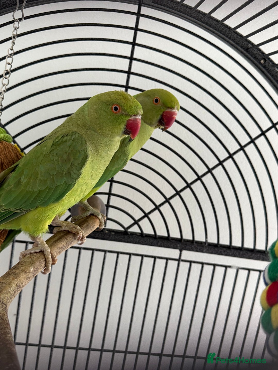 Ringnecks birds for sale: Pair of Indian ringnecks - Image 1