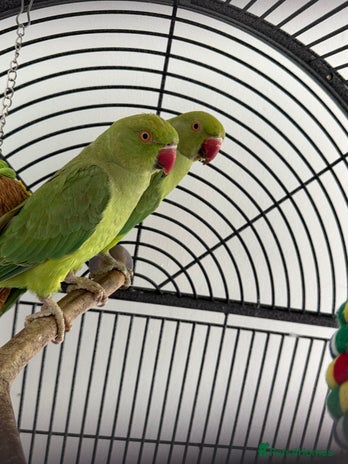 Ringnecks birds - Advert 1