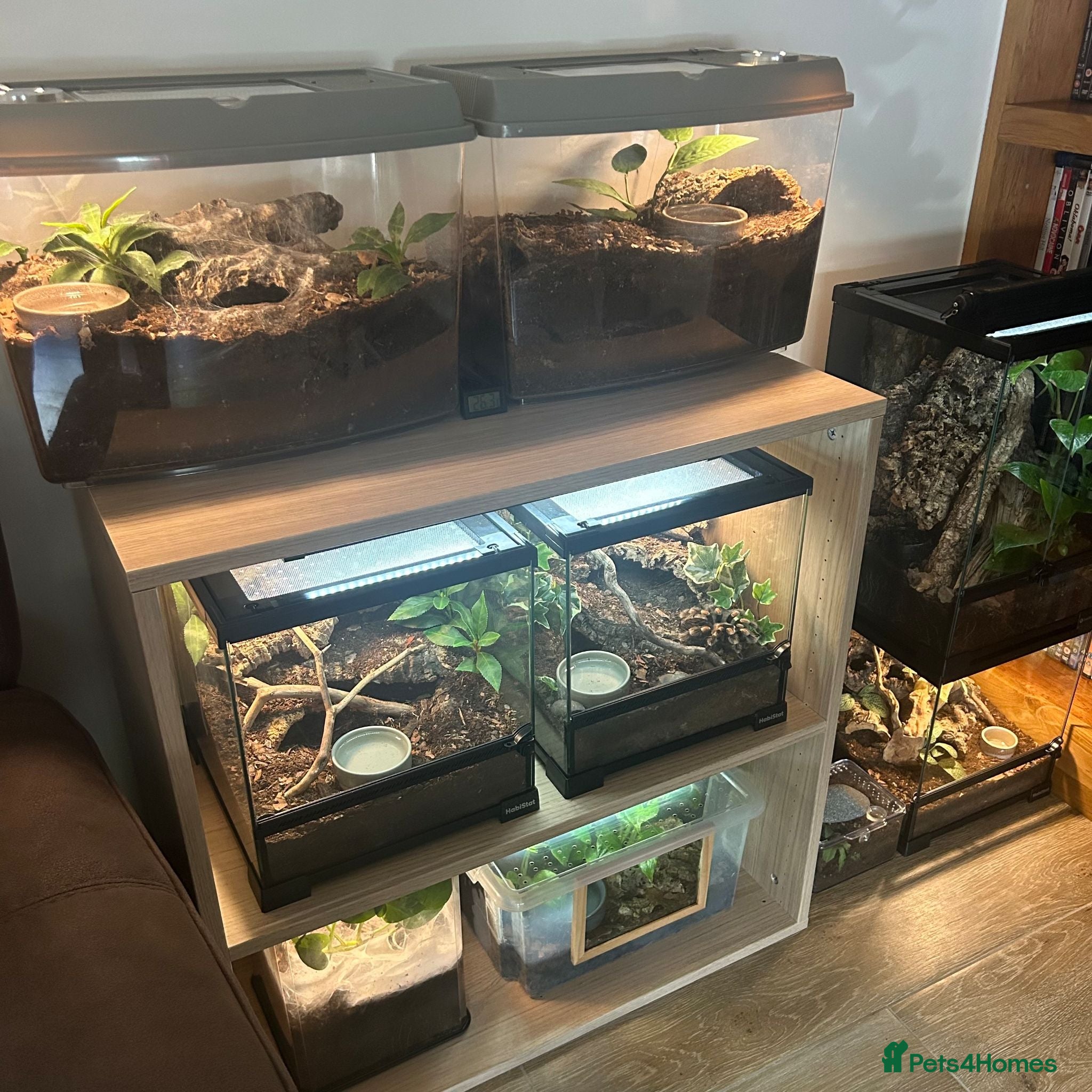Tarantulas invertebrates for sale: Various tarantulas looking for new homes - Advert 1