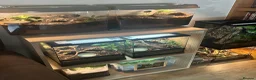 Tarantulas invertebrates for sale: Various tarantulas looking for new homes - Advert 1