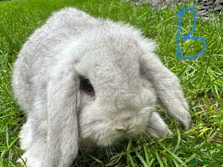 Mini Lop rabbits Mini Lop Rabbits For Sale - Advert 1