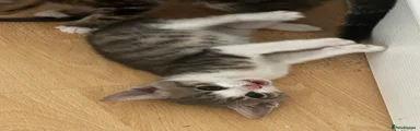 Domestic Shorthair 3