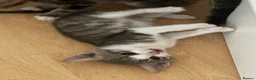 Domestic Shorthair cats for sale: 4 gorgeous male kittens 8weeks - Advert 15