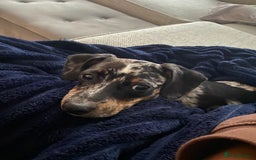 Chiweenie dogs for sale: Chiweenie, 7 months old  - Image 1