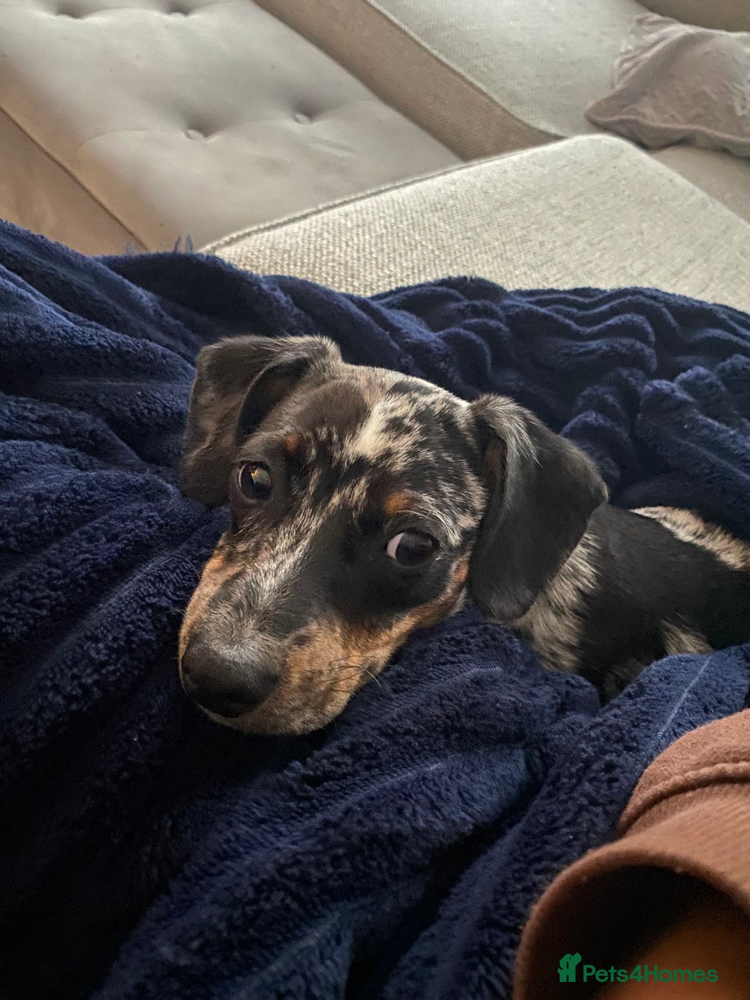 Chiweenie dogs for sale: Chiweenie, 7 months old  - Image 1
