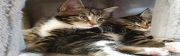 Maine Coon cats for sale: 5 Lovely Maine Coon cross kittens for sale - Advert 10