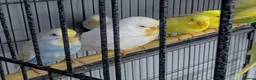 Budgerigars birds for sale: Albino Budgies White and Yellow Colours - Advert 12