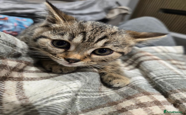 Bengal cats Bengal x brittish short hair kittens  - Advert 4