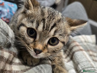 Bengal cats Bengal x brittish short hair kittens - Advert 9