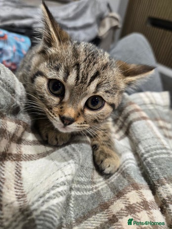 Bengal cats Bengal x brittish short hair kittens - Advert 3