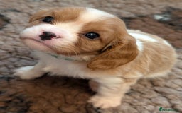 Cavalier King Charles Spaniel dogs for sale: KC Health Tested Cavalier King Charles Spaniels - Image 15