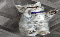 British Shorthair cats for sale: Stunning British Shorthair Kittens For Sale - Image 16