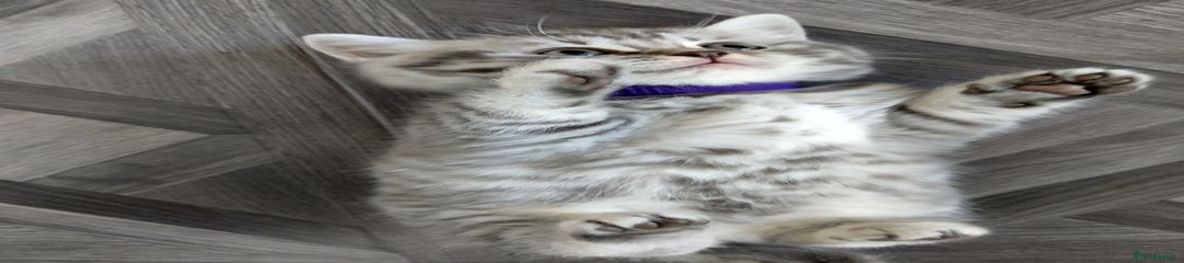 British Shorthair Kitten 3 PURPLE COLLAR GIRL 