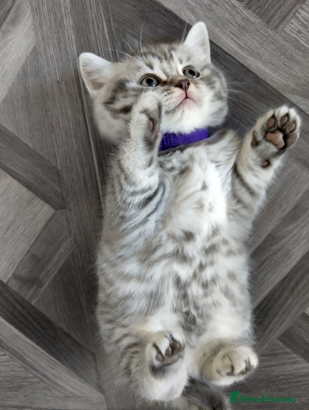 British Shorthair cats for sale: Stunning British Shorthair Kittens For Sale - Image 16