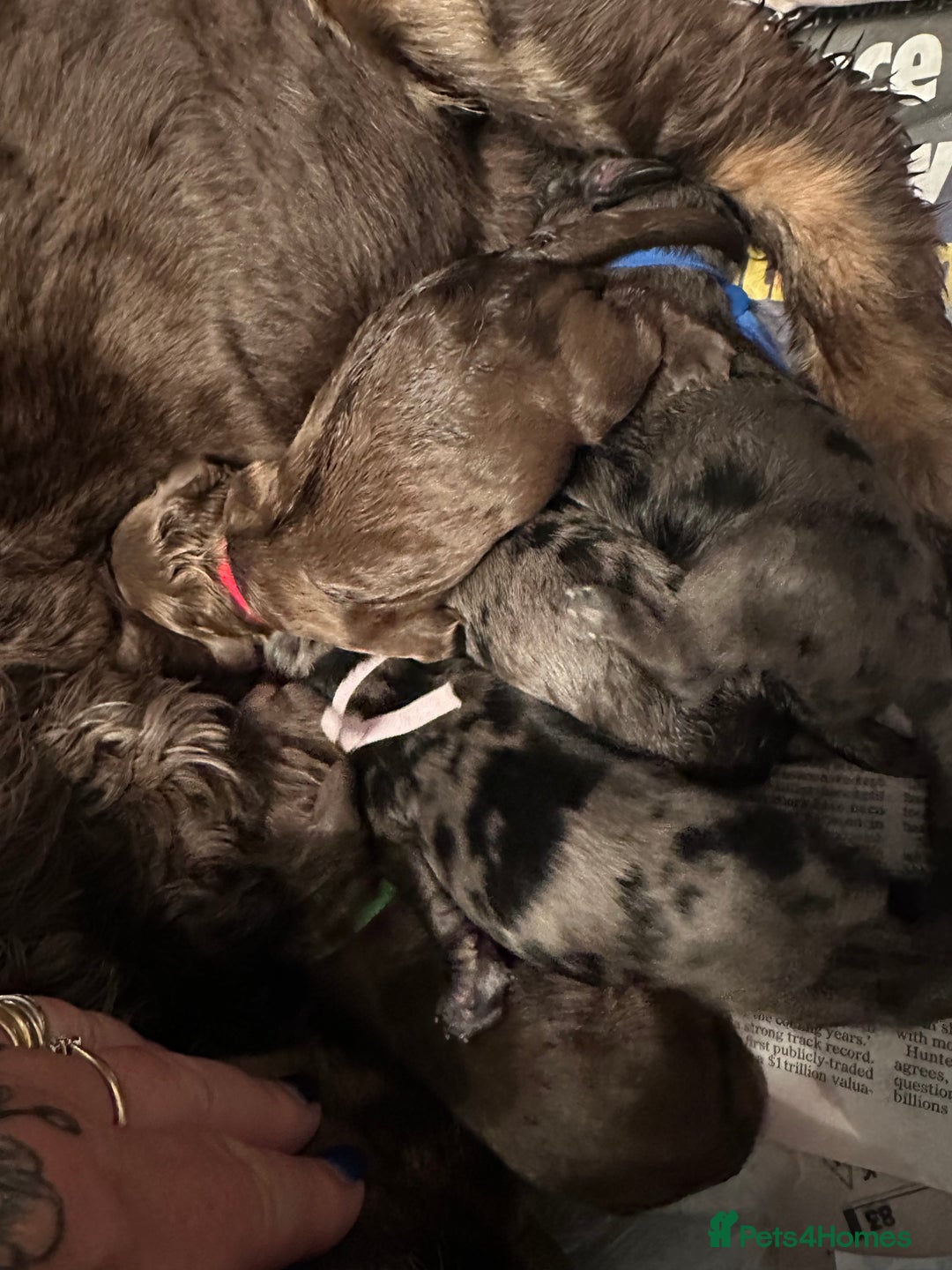 Cockapoo dogs for sale: Beautiful Teddy Bear F1 Cockapoo Merle puppies - Image 17