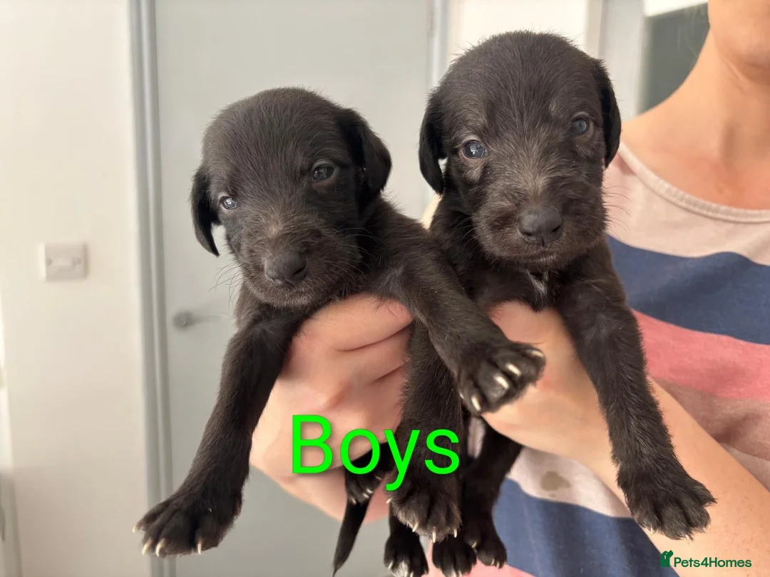 Mixed Breed dogs for sale: 8 Bedlington/Whippet Puppies - Advert 2