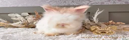 Angora rabbits for sale: Fully Vaccinated Angora Litter - Advert 3