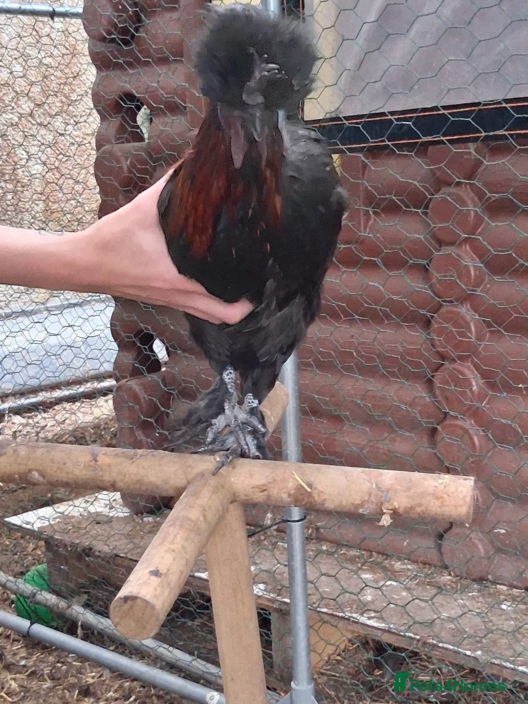 Chickens poultry for sale: Polish x silkie Roosters in Bude - Advert 16