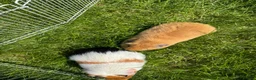 Guinea Pig rodents for sale: Boar Gold Teddy Guinea Pig in Bolton - Advert 2