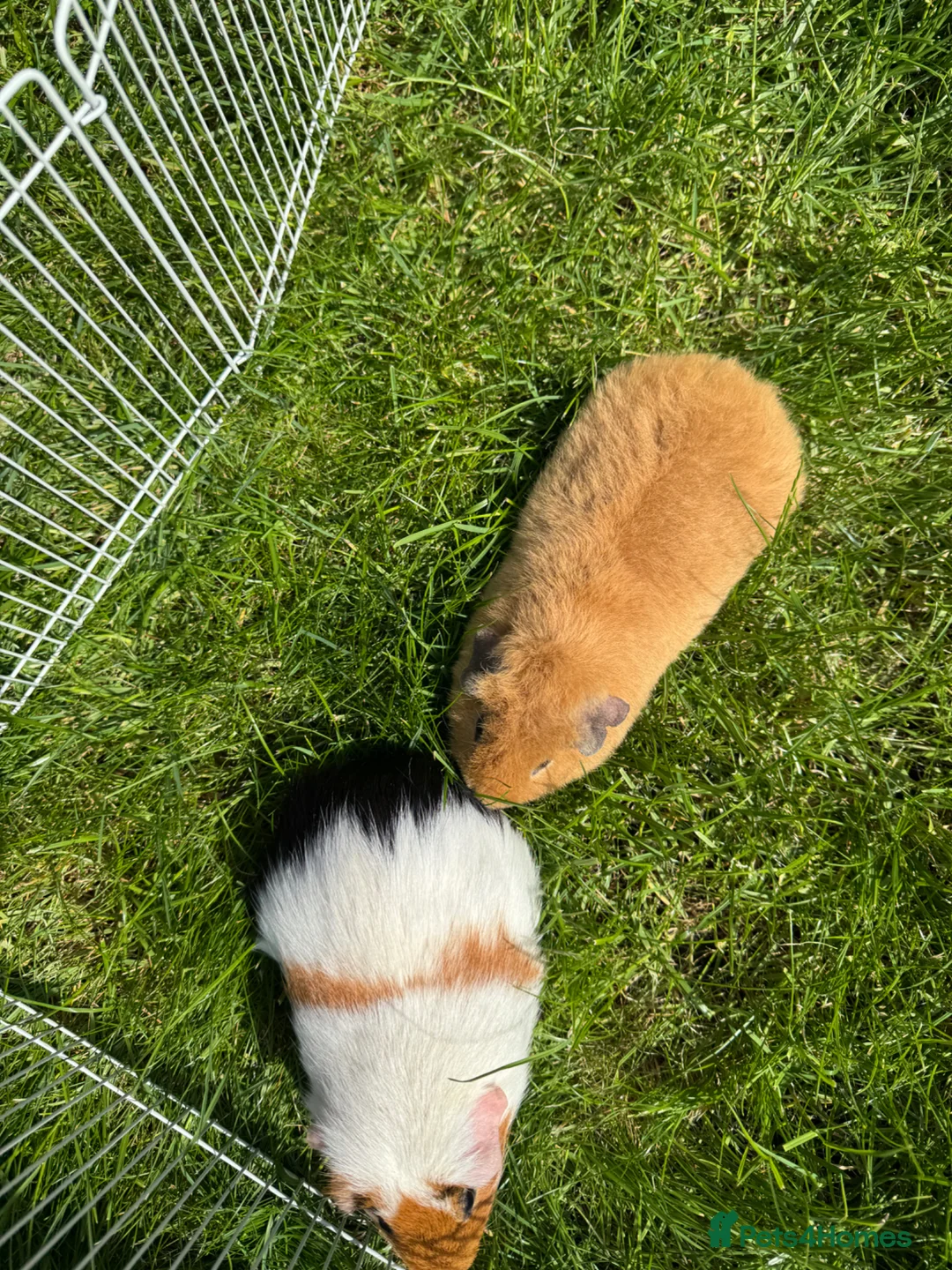 Guinea Pig rodents for sale: Boar Gold Teddy Guinea Pig in Bolton - Advert 2