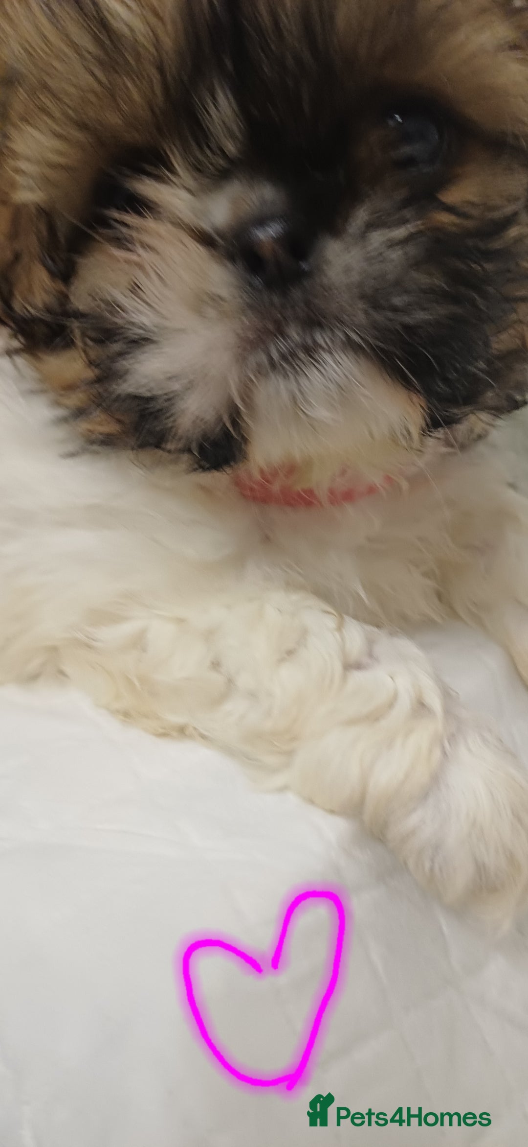 Shih Tzu dogs for sale: 3 lovely girl shih tzu puppies  - Advert 25