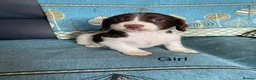 Cocker Spaniel dogs for sale: Beautiful cocker spaniel puppies  - Advert 6