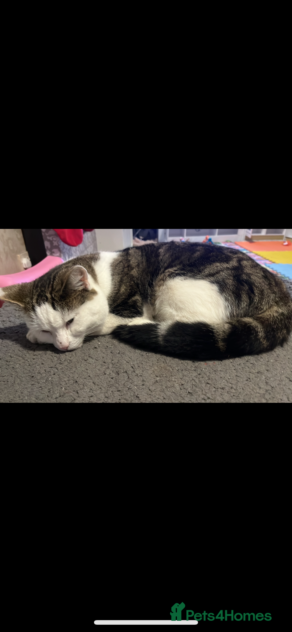 Mixed Breed cats Male cat 1 year old  - Advert 1