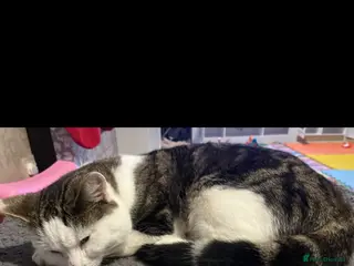 Mixed Breed cats Male cat 1 year old - Advert 1