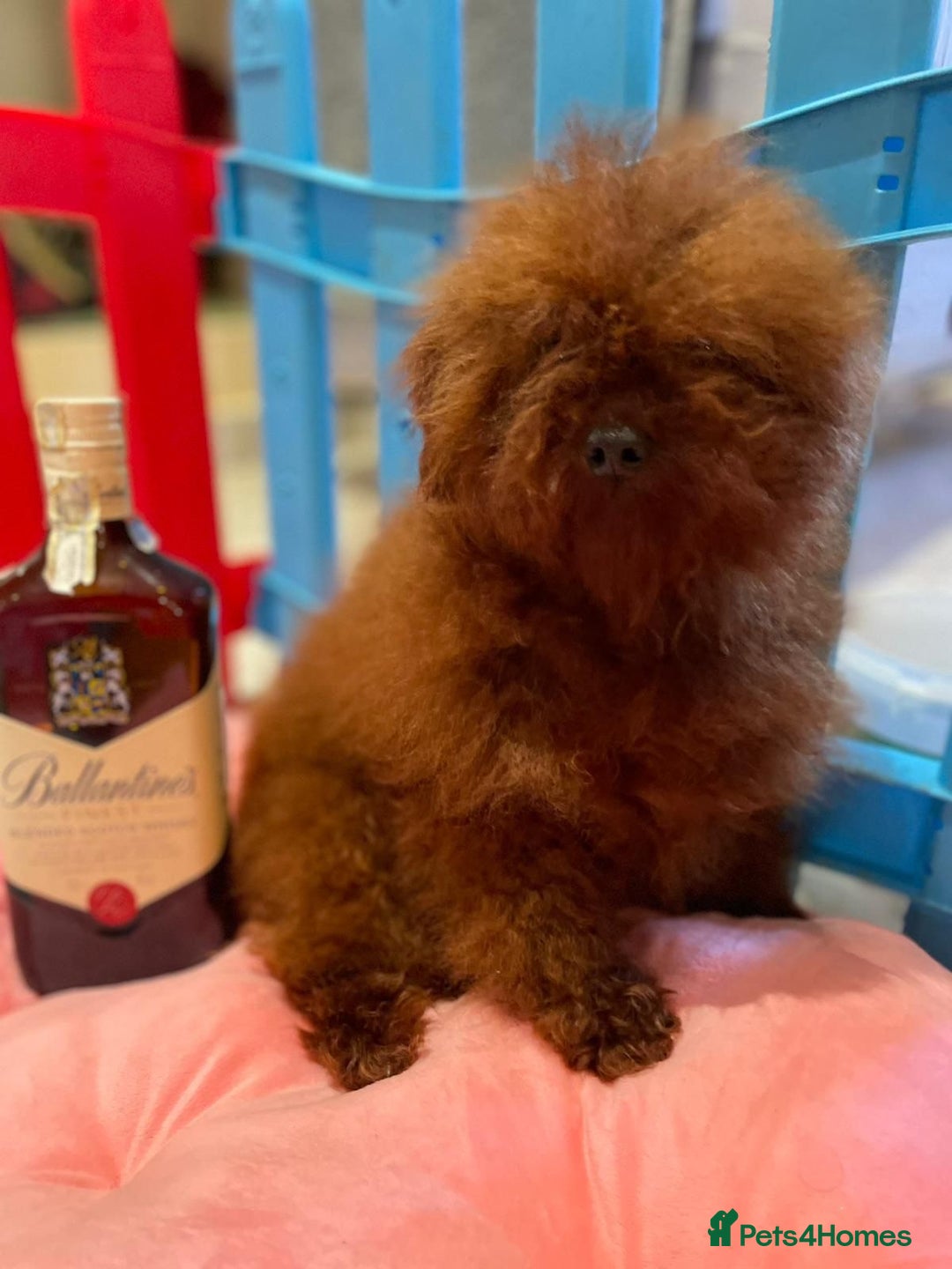 Maltipoo dogs for sale: Beautiful Korean Maltipoo Puppies–3 Girls &2 Boys  - Advert 4