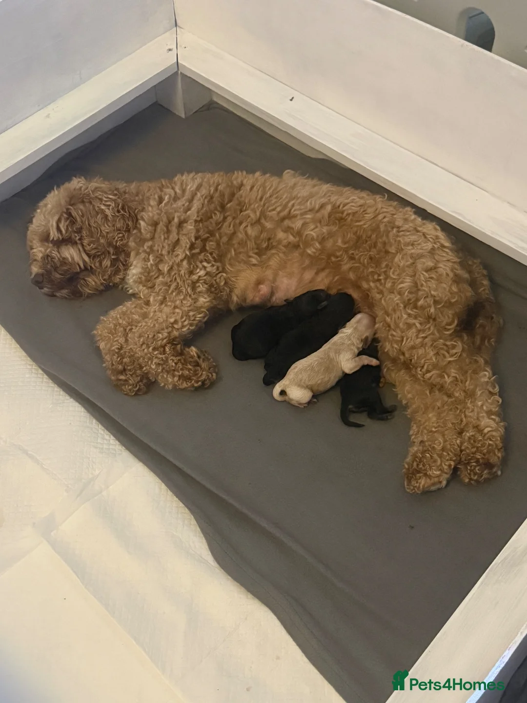 Cockapoo dogs for sale:  BEAUTIFUL TRI-COLOUR COCKAPOO GIRL FOR SALE 💕🐶 - Advert 9