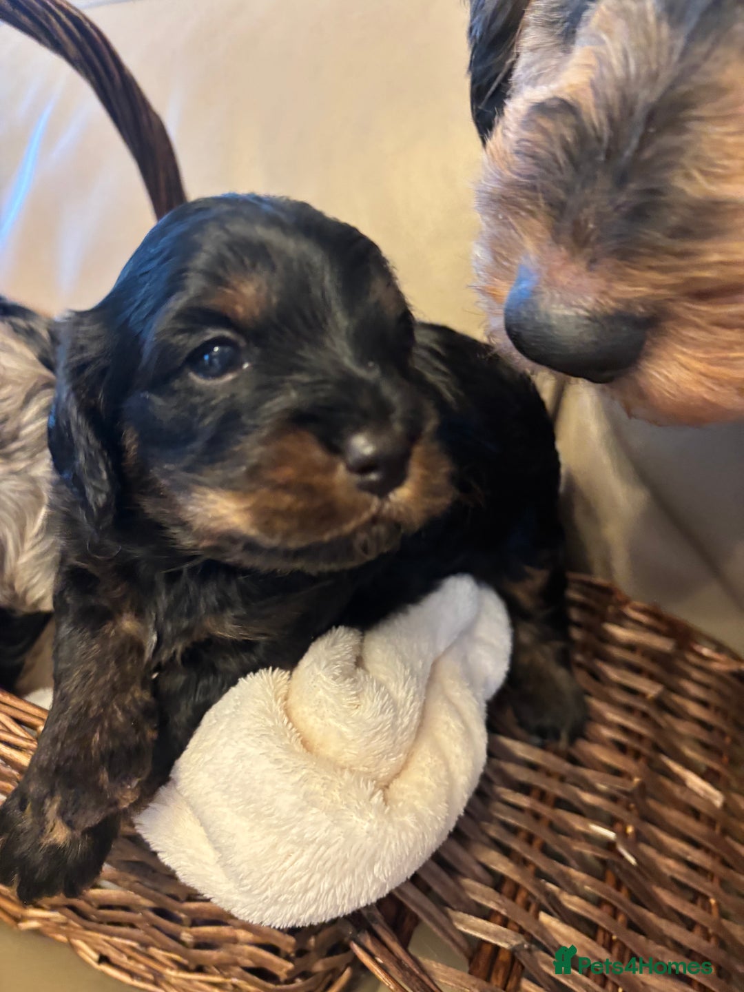 Cockapoo dogs for sale: Cockapoos Ready for New Homes 22nd December - Advert 3