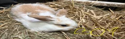 Mini Lop rabbits for sale: Gorgeous mini lop babies  - Advert 4