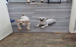 Zuchon dogs for sale: Brother zuchons - Image 1
