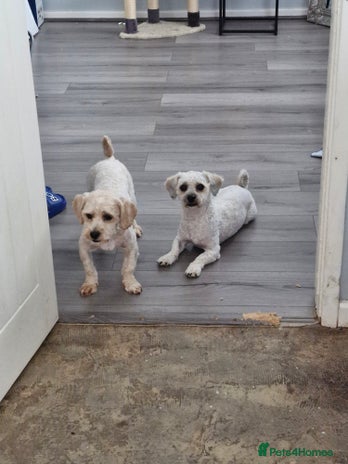 Zuchon dogs - Advert 3