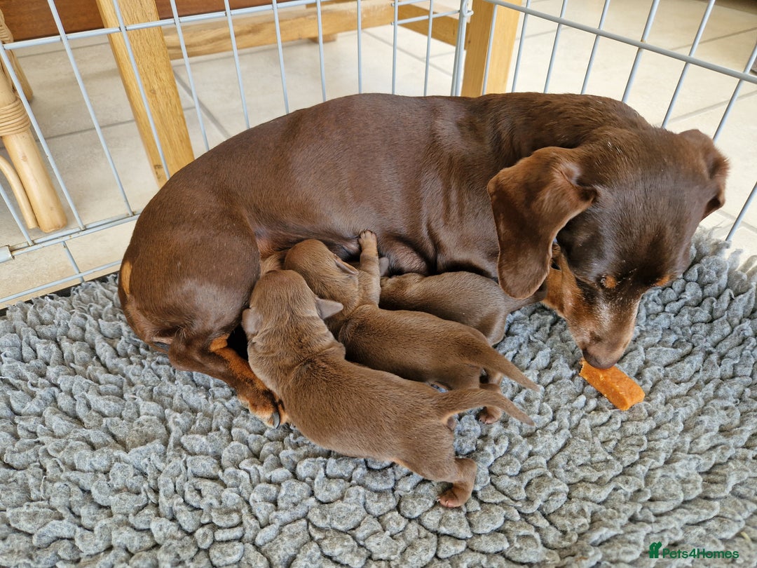 Dachshund dogs for sale: Miniature Daschund  - Image 9