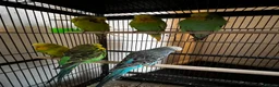Budgerigars birds for sale: Beautiful budgies for sale  - Advert 2