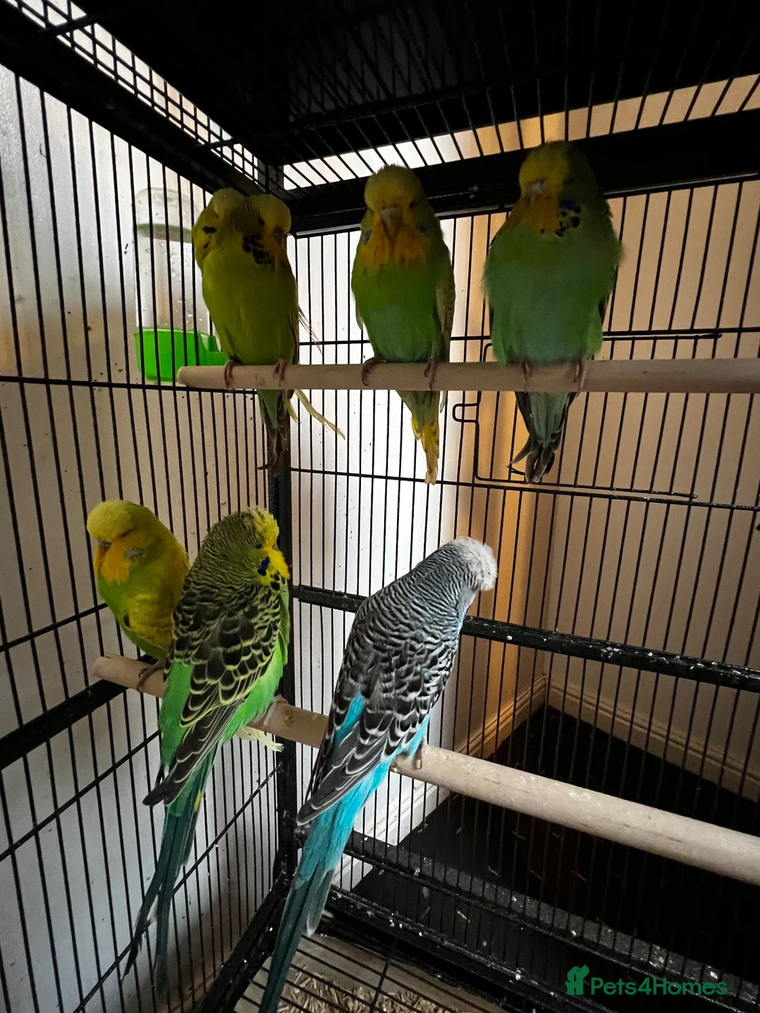 Budgerigars birds for sale: Beautiful budgies for sale  - Advert 2