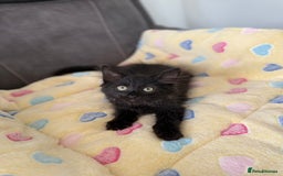 Siberian cats for sale: Full stunning siberian kittens for sale - Image 25
