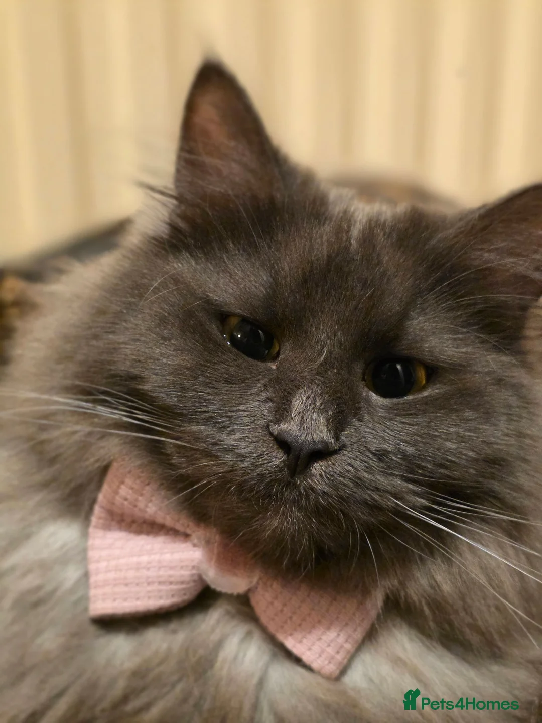 Siberian cats for sale: Bluey the Siberian in Blackburn - Advert 2