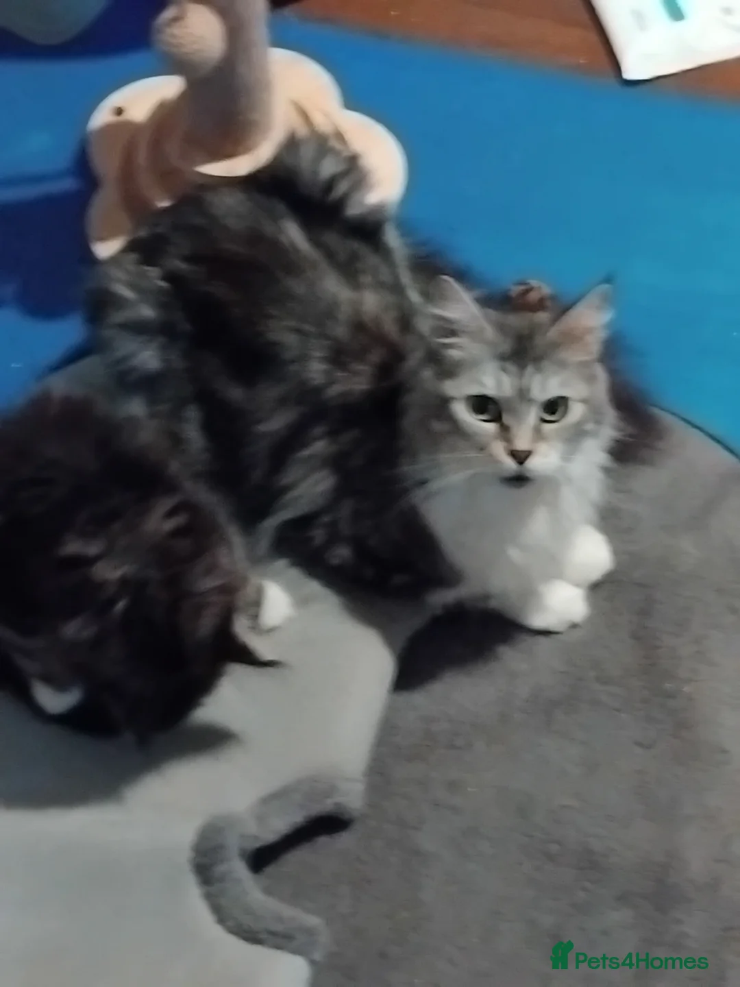 Maine Coon cats for sale: 3 beautiful maincoon boys  - Advert 2