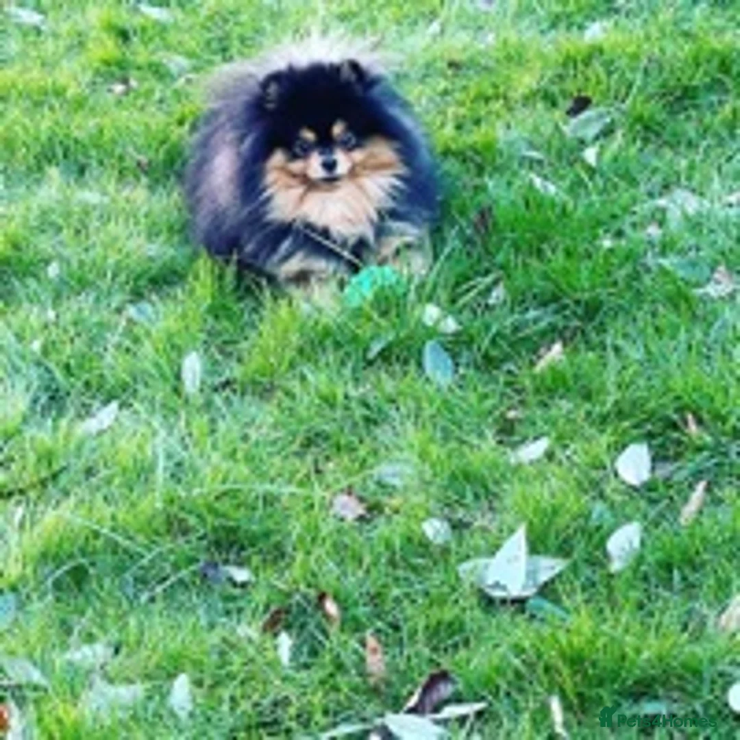 Pomeranian dogs for stud: STUNNING FENDI OPEN AT STUD 🏆CHAMPION SIRED🏆 in Grays - Advert 9