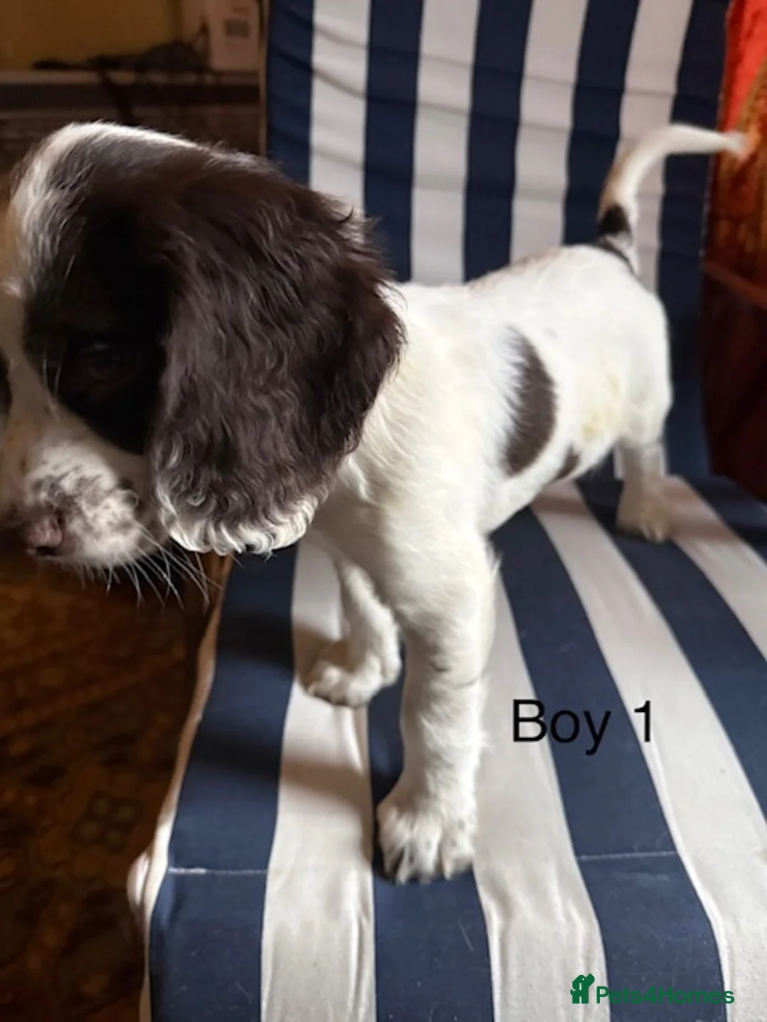 English Springer Spaniel dogs for sale: Springer Spaniel Puppies - Advert 14