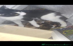 British Shorthair cats for sale: 2 all black male kittens available  - Image 5