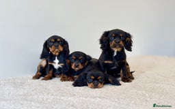 Cavalier King Charles Spaniel dogs for sale: Black & Tan Cavalier King Charles Spaniels - Advert 1