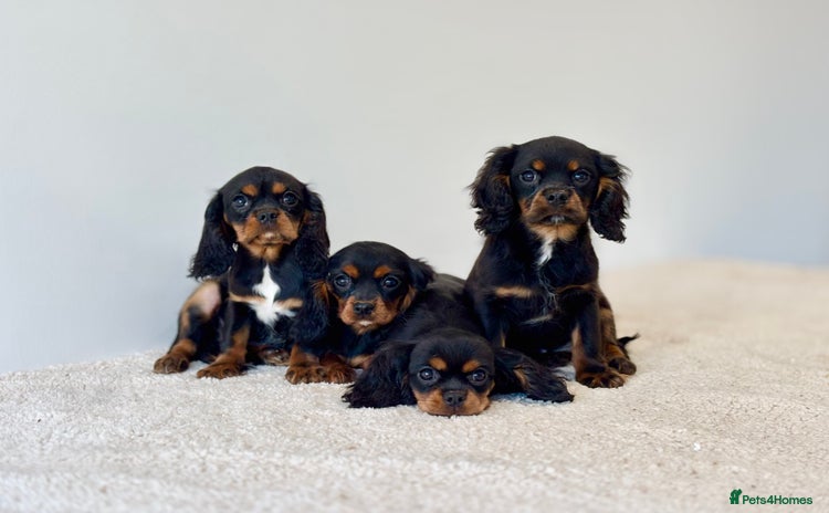 Cavalier King Charles Spaniel dogs Black & Tan Cavalier King Charles Spaniels - Advert 2