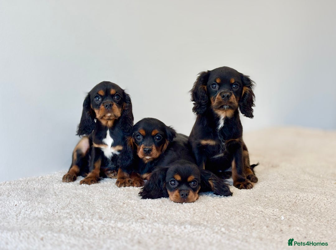 Cavalier King Charles Spaniel dogs for sale: Black & Tan Cavalier King Charles Spaniels - Advert 1