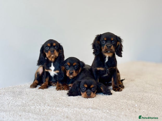 Cavalier King Charles Spaniel dogs Black & Tan Cavalier King Charles Spaniels - Advert 2